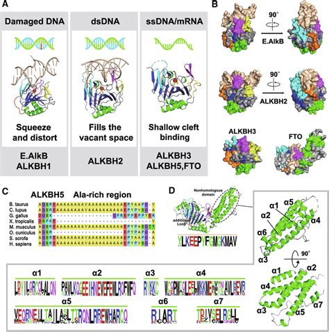 Key Loops And Non Homologous Domains Endow The Diversity Of Alkbh