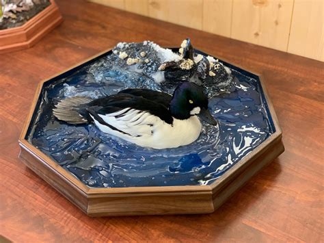 Swimming Waterfowl Mounts Stehlings Taxidermy