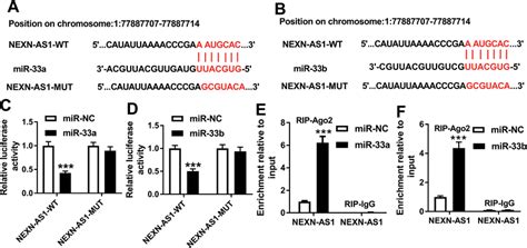 Mir 33a And Mir 33b Were Directly Targeted By Nexn As1 A And B