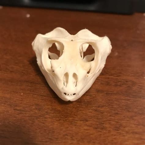 Bearded Dragon Skull Skulls Bones And Oddities Amino