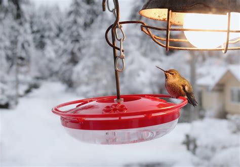 How To Keep Hummingbirds Well Fed Throughout The Winter Garden