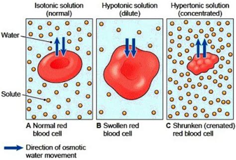 Diffusion And Osmosis Biology 11