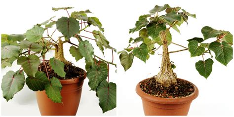 Фикус петиоларис (Ficus petiolaris) | Raritet-plants