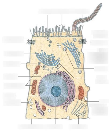 Zelle Schema Diagram Quizlet