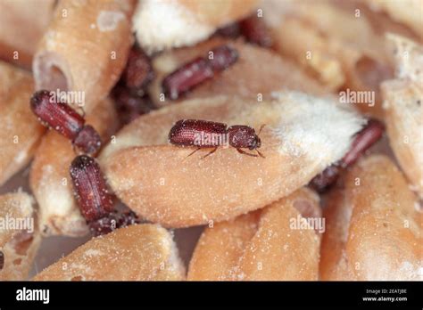 Rhyzopertha Dominica Commonly As The Lesser Grain Borer American Wheat