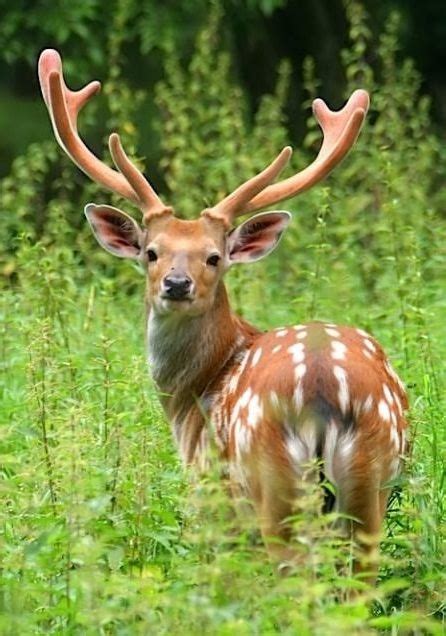 10 Most Beautiful Deer Photos That Will Inspire You Forest And