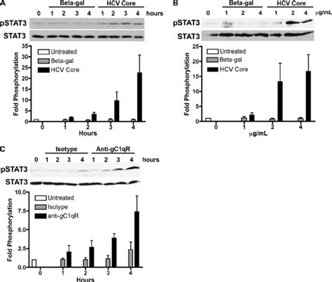 Hcv Core Gc Qr Ligation Results In Stat Phosphorylation A Thp