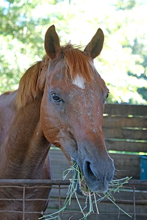 How To Treat Rain Rot On Horses Latest Updates Banixx