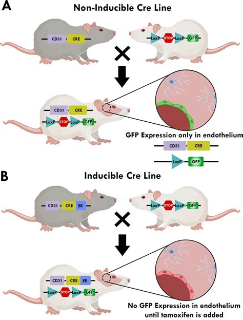 Schematic Of Non Inducible And Inducible Cre Lines A Non Inducible Cre