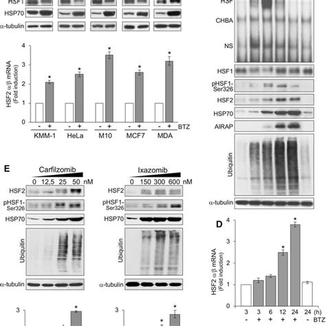 The Hsf 1 Hsp70 Stat1 Signaling Pathway Is Involved In Bortezomib Download Scientific Diagram