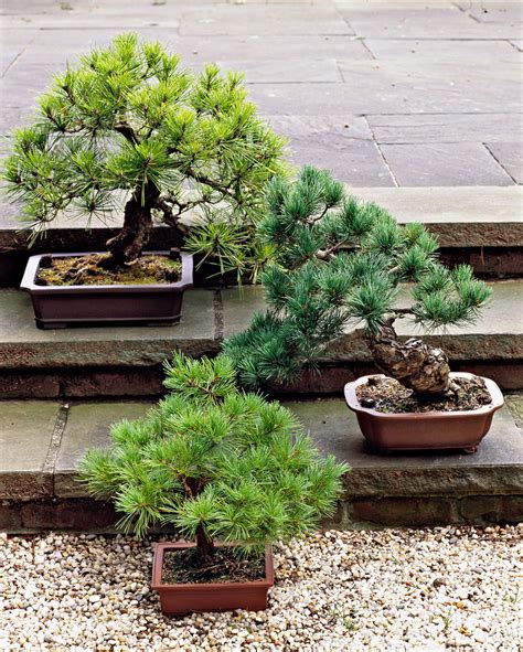 Japanese Weeping Cherry Tree Bonsai