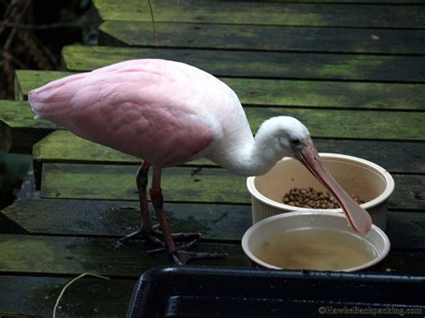 Smithsonian National Zoo - HawkeBackpacking.com