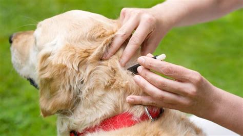 Como Tirar Carrapato Da Pele Do Cachorro - Como tirar carrapato de cachorro? 10 dicas