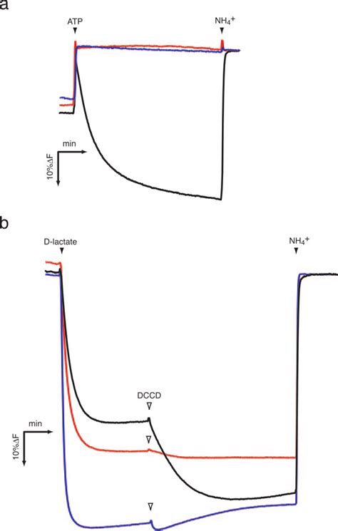 ATP-and respirationdependent formation of an electrochemical proton... | Download Scientific Diagram