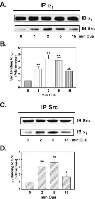 Effects Of Ouabain On Src Tyrosine Phosphorylation Cells Were Treated