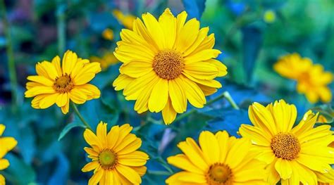 20 Yellow Perennial Flowers With Names And Pictures