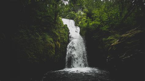 Wallpaper Alam Pohon Tanaman Rumput Lumut Batuan Hutan Air