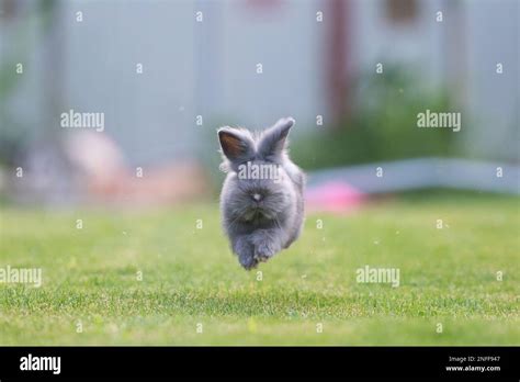 Cute Grey Fluffy Rabbit Running On Grass Backyard Stock Photo Alamy