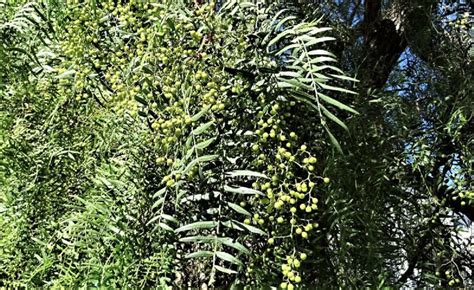 Pirul el árbol mágico que abunda en la zona de Pedregales Soy