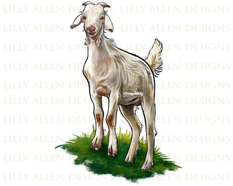 Kiko Goat Png, Goat Png Sublimation Design, Kiko Png, Hand Drawn Kiko ...