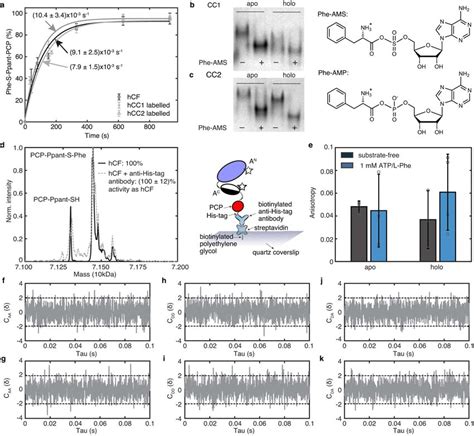 Biochemical And Biophysical Control Experiments Show That The Labelled