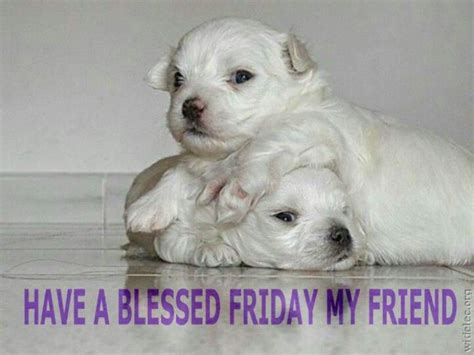 Blessed Friday Puppy Dog Pictures Funny Puppy Pictures Cute Puppies