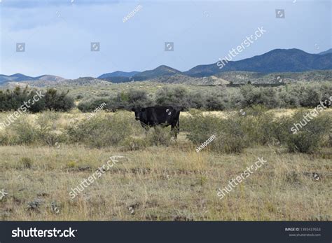 Most Common Type Large Domesticated Ungulates Stock Photo 1393437653 ...