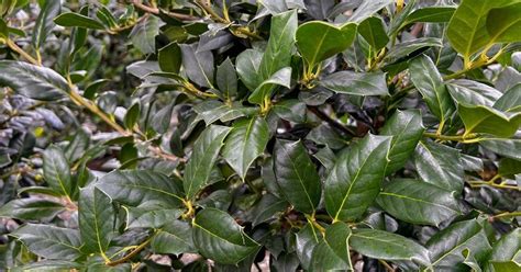 Holly Bushes Buying Guide | Learn Before You Buy | Holly bush, Plants ...