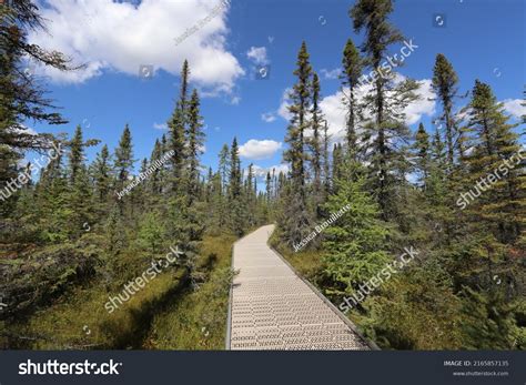 Big Bog State Park Trails Stock Photo 2165857135 Shutterstock