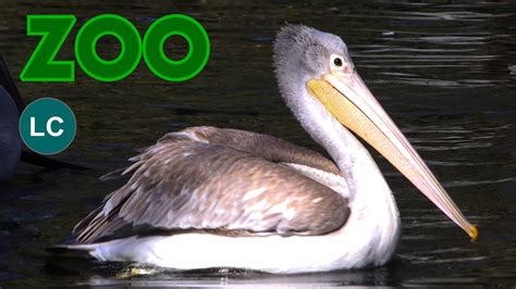 Pink Backed Pelican K Pelecanus Rufescens Pelikane P Lican