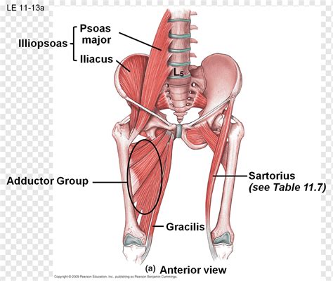 Hip Abductor Muscles Anatomy