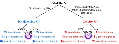 Ijms Free Full Text Differential Effects Of Posttranslational