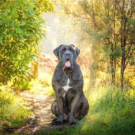 Magnificent Cane Corso Guard Dog