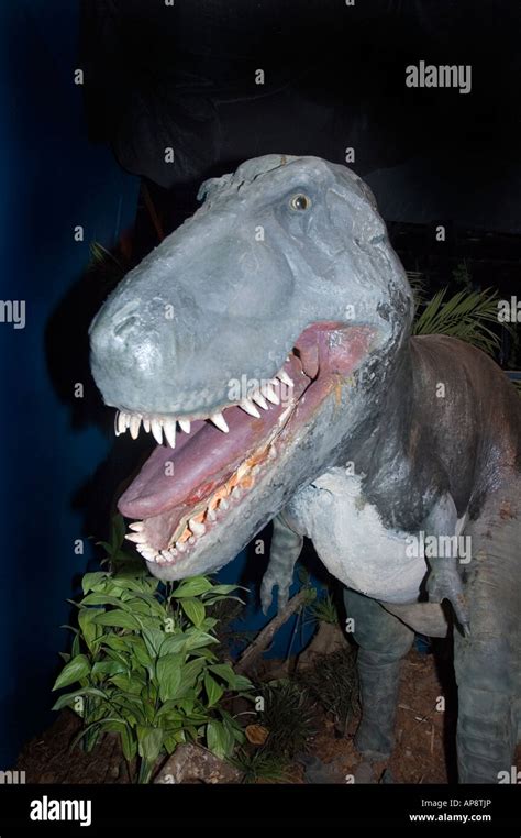 Tyrannosaurus Rex Late Cretaceous Period 65 To 85 Million Years Ago