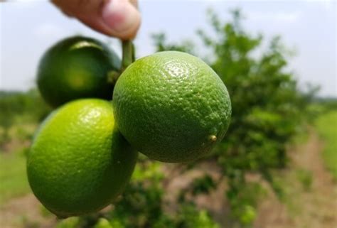 Cítricos de Yucatán por los cielos Citricos