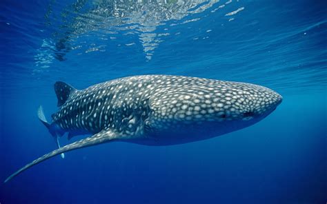 Animals whales underwater ocean sea water spots fins eyes nature wildlife sealife wallpaper ...