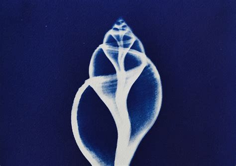 Sea Shell X Ray Cyanotype Hand Printed Photo On Watercolor Etsy