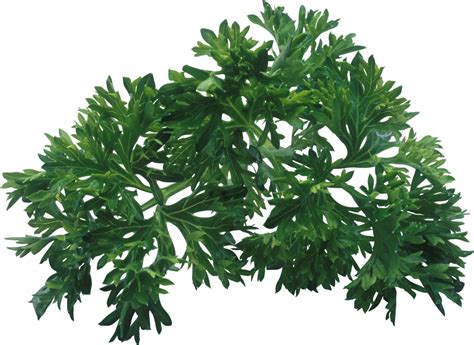 Полынь обыкновенная (Artemisia vulgaris)