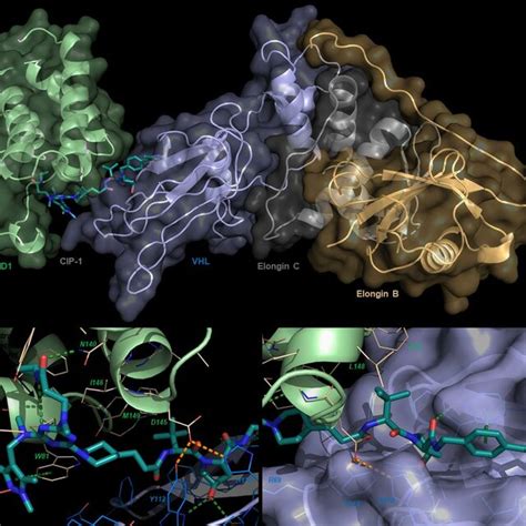 Ternary Complex Crystal Structure Of Cip 1 With Brd4 And Vhl Elongin