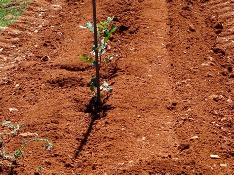 Plantación De 5000 Algarrobos • Carob Sa