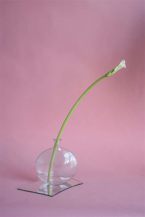 Tulip Aesthetic Photos Download The Best Free Tulip Aesthetic Stock
