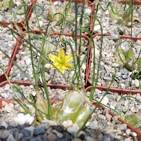 Albuca Osmynella Plants Fast Growing Plants Planting Succulents