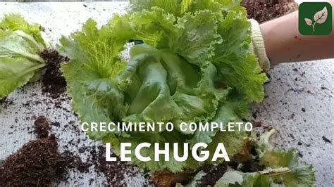 Lechuga Siembra Crecimiento Y Cuidado Video Completo Youtube