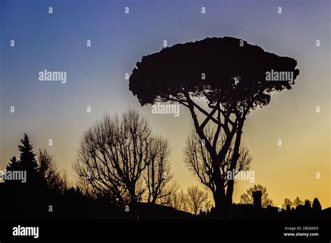 Maritime Pine Tree On A Beautiful Evening Sky Background Stock Photo