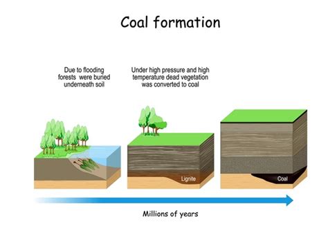 1,615 Coal Formation Images, Stock Photos, 3D objects, & Vectors | Shutterstock