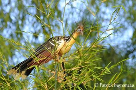 Hoatzin