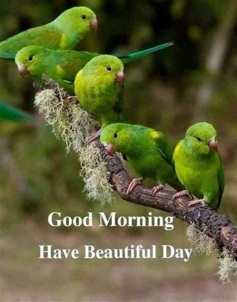 20 Beautiful Good Morning With Parrot Good Morning Wishes