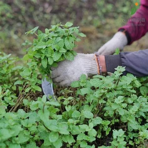 Jual Daun Mint Pack Daun Min Pack Gr Peppermint Tanaman Herbal