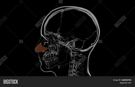 Human Skeleton Septal Image & Photo (Free Trial) | Bigstock