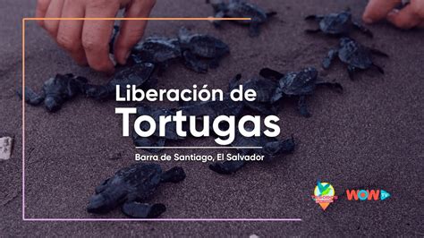 El Salvador Liberaci N De Tortugas Tesoros De Mi Tierra Youtube